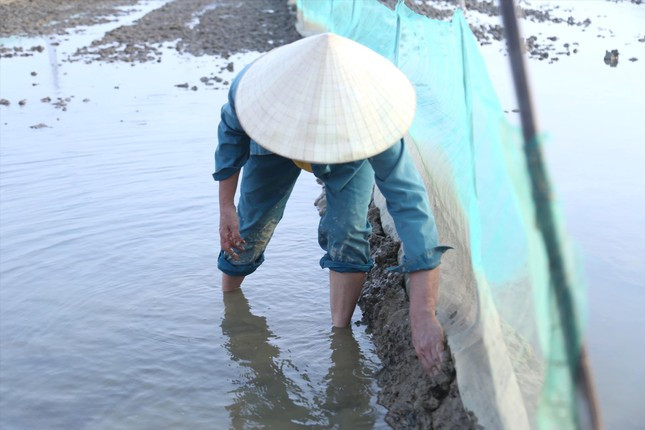 Bà Nguyệt lấy đất lấp kín chân lưới, đảm bảo lưới không bị nổi, hở khi nước dâng, rươi không thể ra ngoài. Bà Nguyệt lấy đất lấp kín chân lưới, đảm bảo lưới không bị nổi, hở khi nước dâng, rươi không thể ra ngoài.