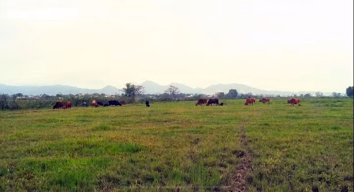 Cánh đồng 4ha bỏ hoang 5 năm không thể canh tác của người dân thôn Thọ Nghĩa, xã Phước Nghĩa, huyện Tuy Phước, Bình Định.