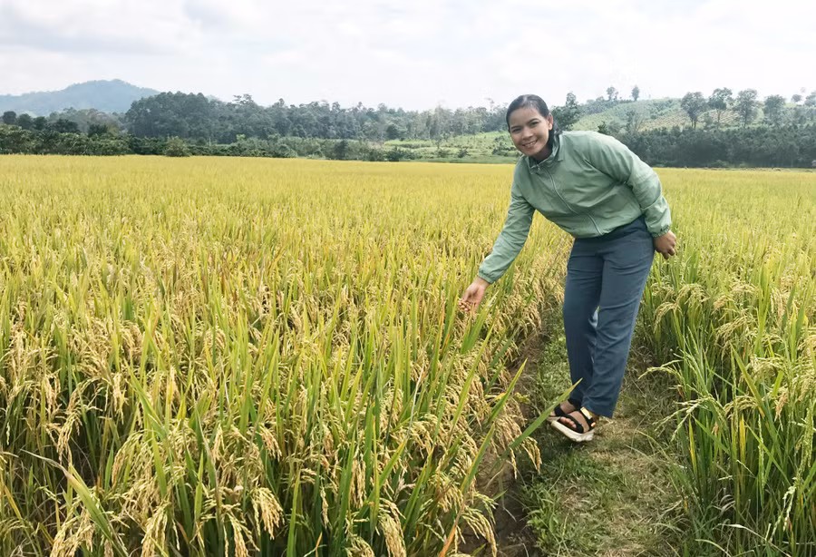 Mô hình cánh đồng lúa một giống ĐT100 tại xã Đak Sơ Mei cho năng suất khá cao. Ảnh: N.D Mô hình cánh đồng lúa một giống ĐT100 tại xã Đak Sơ Mei cho năng suất khá cao. Ảnh: N.D