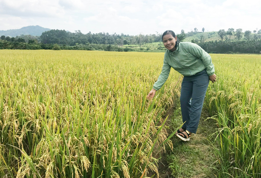 Mô hình cánh đồng lúa một giống ĐT100 tại xã Đak Sơ Mei cho năng suất khá cao. Ảnh: N.D Mô hình cánh đồng lúa một giống ĐT100 tại xã Đak Sơ Mei cho năng suất khá cao. Ảnh: N.D