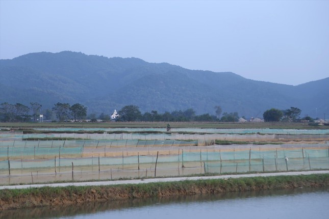 Trên những cánh đồng thuộc xã Châu Nhân, huyện Hưng Nguyên, Nghệ An người dân đã giăng lưới sẵn sàng chờ săn “lộc trời”. Trên những cánh đồng thuộc xã Châu Nhân, huyện Hưng Nguyên, Nghệ An người dân đã giăng lưới sẵn sàng chờ săn “lộc trời”.