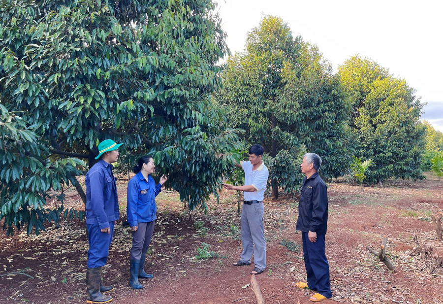 Hợp tác xã Minh Phát Farms mở rộng liên kết với các hộ dân trồng sầu riêng theo hướng VietGAP. Ảnh: N.H Hợp tác xã Minh Phát Farms mở rộng liên kết với các hộ dân trồng sầu riêng theo hướng VietGAP. Ảnh: N.H
