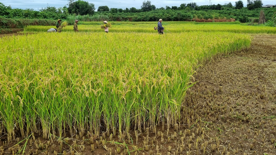 Người dân xã Ia Grăng thu hoạch lúa Đông Xuân 2022-2023. Ảnh: L.N