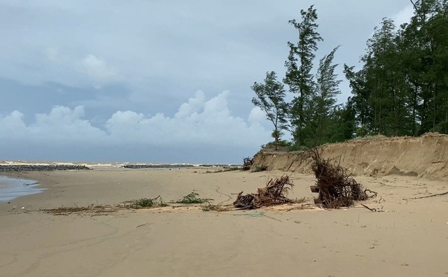 Mặc dù đã có kè chắn sóng nhưng bờ biển qua thôn Tân Ninh Châu vẫn xảy ra sạt lở do ảnh hưởng của bão số 4