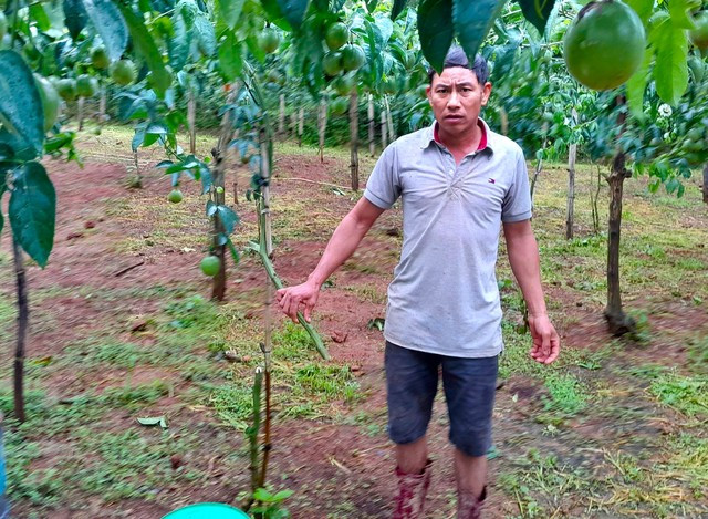 Một cây chanh dây của gia đình ông Dũng bị kẻ xấu cắt ngang thân, không thể khôi phục.