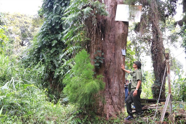 Cây thủy tùng gần 700 tuổi