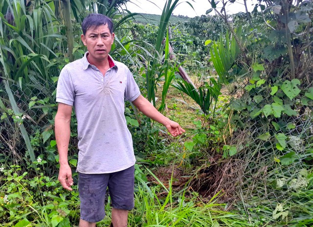 Vị trí kẻ xấu phá rào B4-0 để vào phá hoại vườn chanh dây của ông Dũng.