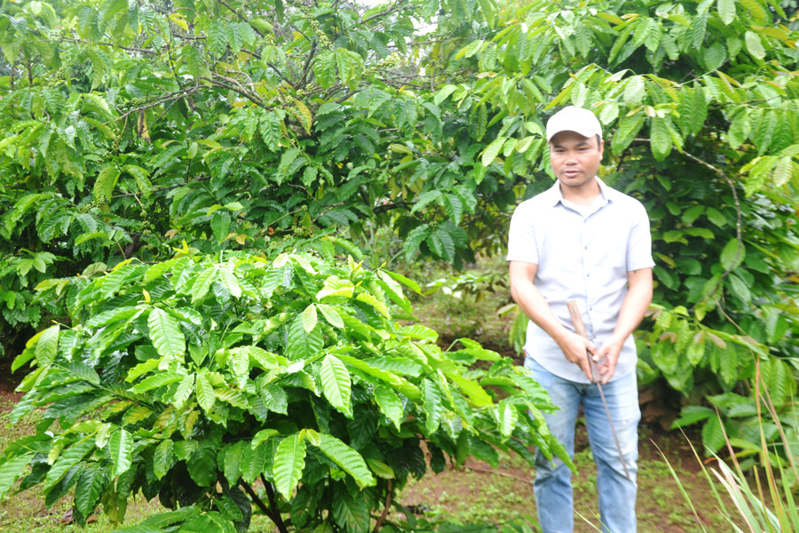 Anh Rcom Tin thăm rẫy cà phê của gia đình ở làng Phung, xã Biển Hồ, TP. Pleiku. Ảnh: H.C