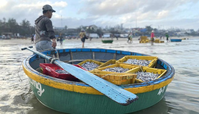 Ngư dân vùng biển Bình Sơn, Quảng Ngãi