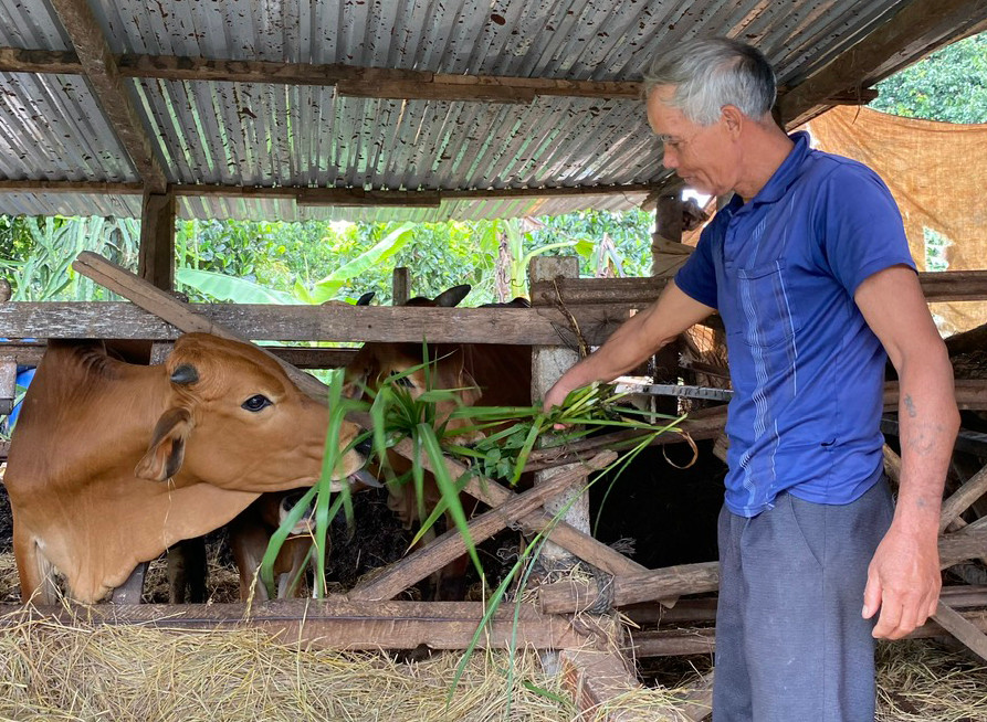 Ông R'com Hlung đầu tư chăn nuôi bò để chủ động nguồn phân bón hữu cơ cho vườn cà phê. Ảnh: S.C Ông R'com Hlung đầu tư chăn nuôi bò để chủ động nguồn phân bón hữu cơ cho vườn cà phê. Ảnh: S.C