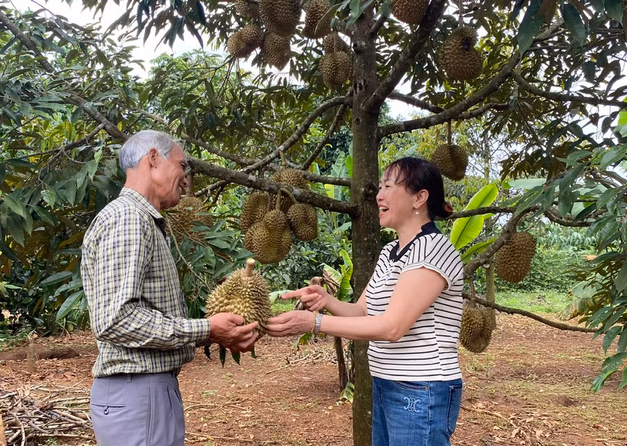 Nhờ áp dụng tiến bộ khoa học kỹ thuật, vườn sầu riêng của gia đình ông R’com Hlung luôn đảm bảo về năng suất, chất lượng. Ảnh: S.C