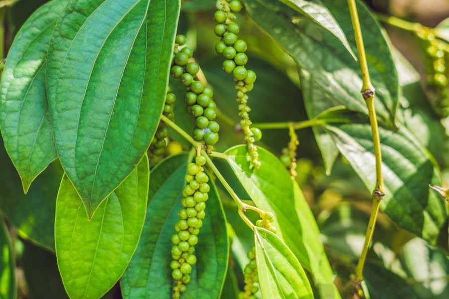 Ảnh minh hoạ. Nguồn: Internet Ảnh minh hoạ. Nguồn: Internet