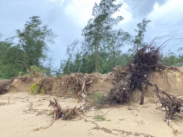 Nhiều cây phi lao phòng hộ ven biển bị sóng đánh bật gốc