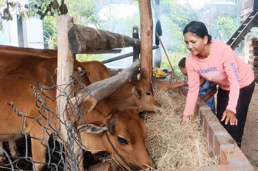 Chị Nay H’Luynh (buôn Rưng Ma Nin, xã Ia Rbol) sử dụng nguồn vốn chính sách để nuôi bò sinh sản. Ảnh: K.H