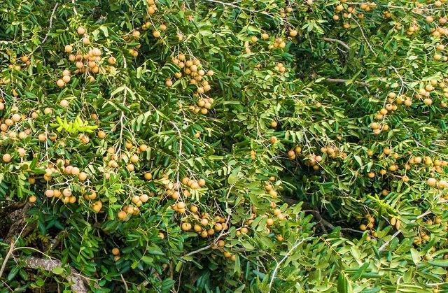 Tác giả nhớ mãi ký ức về những bờ mương con rạch, vườn nhãn... ở làng Nhị Quý Tác giả nhớ mãi ký ức về những bờ mương con rạch, vườn nhãn... ở làng Nhị Quý