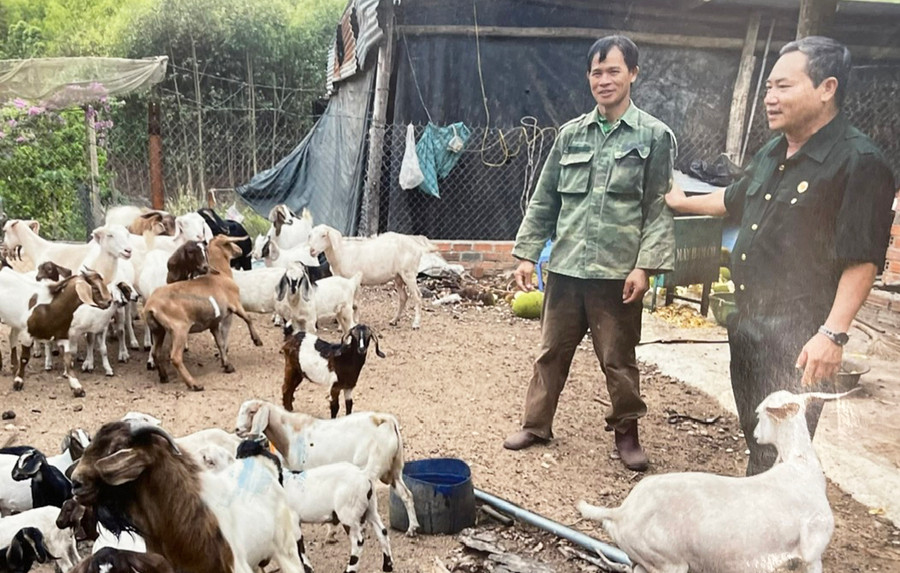 Nhiều hội viên CCB huyện Đak Pơ vươn lên làm giàu nhờ mô hình chăn nuôi. Ảnh: P.D Nhiều hội viên CCB huyện Đak Pơ vươn lên làm giàu nhờ mô hình chăn nuôi. Ảnh: P.D