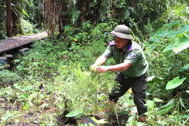 Anh Nguyễn Tấn Phục kiểm tra sự sống của từng cây.