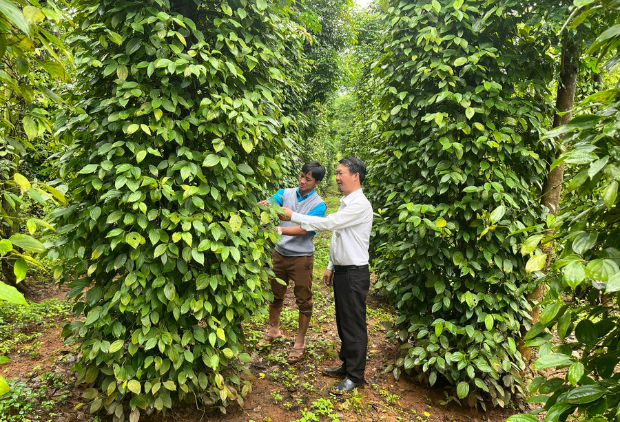 Cán bộ tín dụng Agribank Mang Yang tham quan vườn cà phê của hộ vay vốn Đinh Văn Thưn (làng Hlim, xã Lơ Pang). Ảnh: T.N Cán bộ tín dụng Agribank Mang Yang tham quan vườn cà phê của hộ vay vốn Đinh Văn Thưn (làng Hlim, xã Lơ Pang). Ảnh: T.N