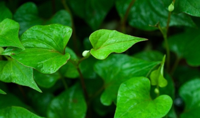 Rau diếp cá. Ảnh: Internet