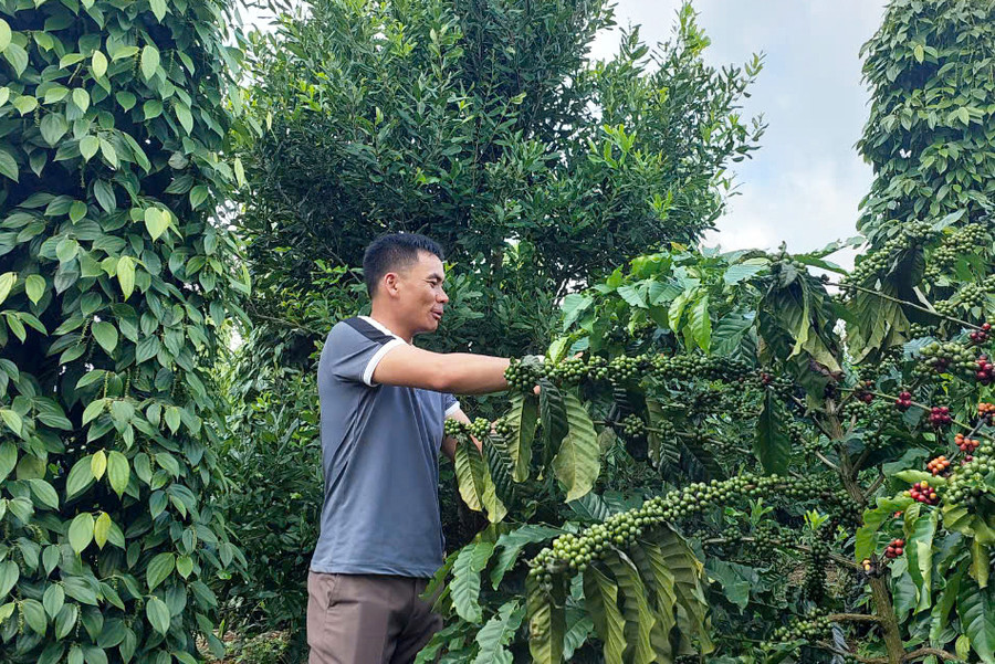 Vườn cây đa canh của gia đình anh Trần Xuân Dưỡng (thôn 1, xã Hải Yang, huyện Đak Đoa) phát triển xanh tốt. Ảnh: N.D