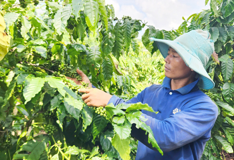Nhờ chăm sóc đúng kỹ thuật và có nguồn nước tưới ổn định, vườn cà phê của gia đình anh Đinh Vun (làng Keo, xã Ayun) cho năng suất cao. Ảnh: P.N Nhờ chăm sóc đúng kỹ thuật và có nguồn nước tưới ổn định, vườn cà phê của gia đình anh Đinh Vun (làng Keo, xã Ayun) cho năng suất cao. Ảnh: P.N