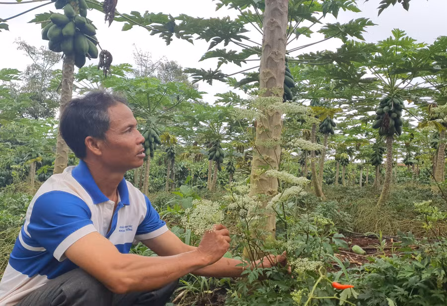 Được trồng theo hướng hữu cơ, vườn đu đủ của gia đình ông Nguyễn Văn Bát (thôn Nông Trường, xã Ia Pal) cho thu nhập 30 triệu đồngtháng. Ảnh: N.S