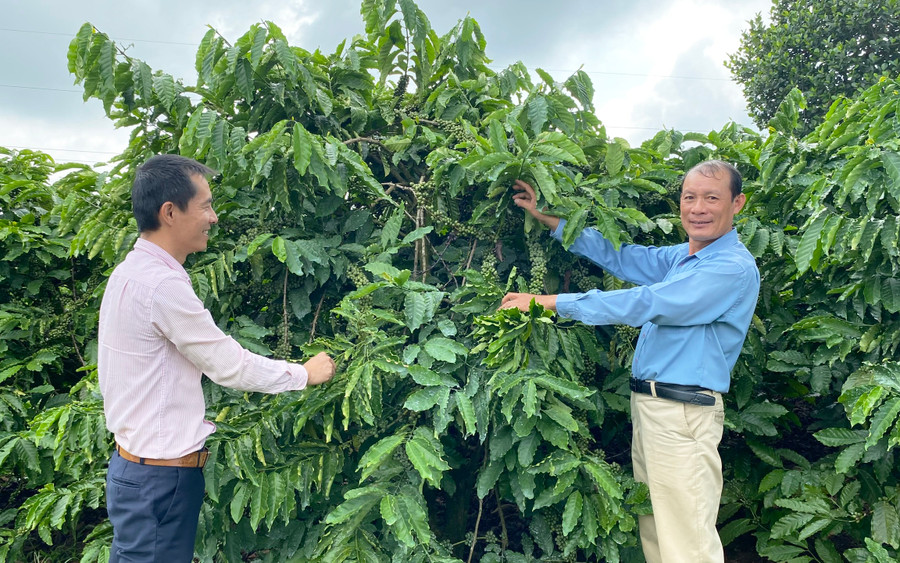 Ông Nguyễn Hữu Hoàn (bên phải) đang giới thiệu về quy trình kỹ thuật chăm sóc cà phê theo tiêu chuẩn 4C. Ảnh: S.C Ông Nguyễn Hữu Hoàn (bên phải) đang giới thiệu về quy trình kỹ thuật chăm sóc cà phê theo tiêu chuẩn 4C. Ảnh: S.C