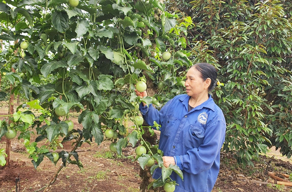 Khu vườn của gia đình ông Nguyễn Ngọc Bích (thôn Ia Lôk, xã Ia Mơ Nông, huyện Chư Păh) cho thu nhập cao nhờ xen canh nhiều loại cây. Ảnh: N.S