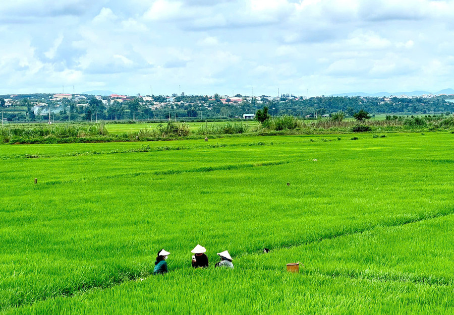 Ruộng đồng An Phú bằng phẳng, hiền hòa, bốn mùa xanh mát. Ảnh: N.T.D Ruộng đồng An Phú bằng phẳng, hiền hòa, bốn mùa xanh mát. Ảnh: N.T.D