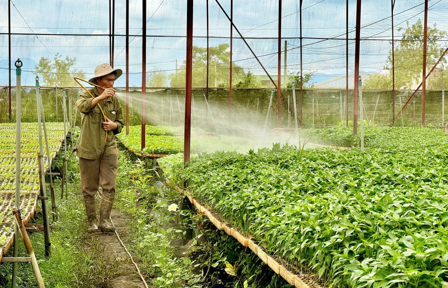 Nghề làm rau ở xã An Phú có tuổi đời hơn 100 năm. Ảnh: N.T.D Nghề làm rau ở xã An Phú có tuổi đời hơn 100 năm. Ảnh: N.T.D