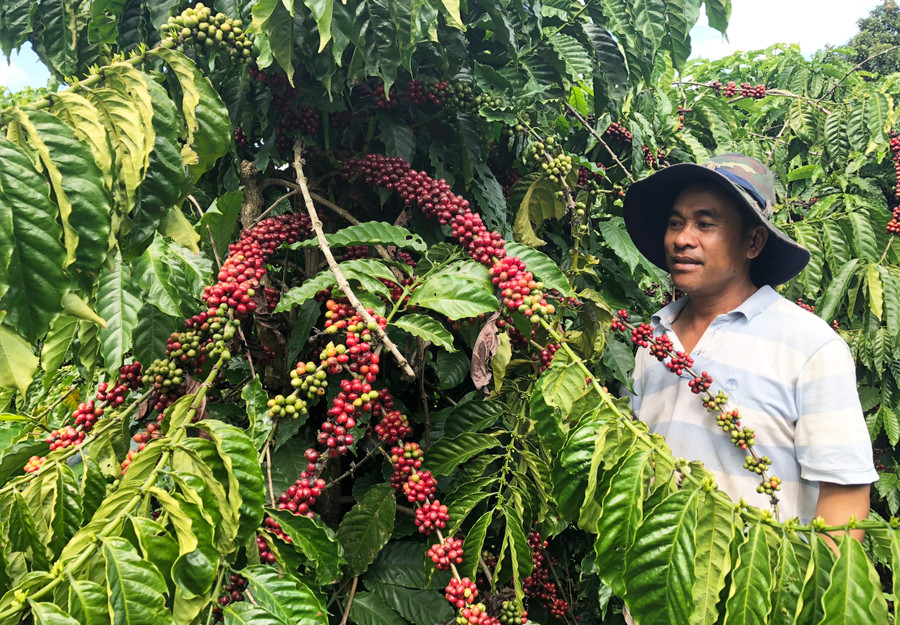 Ông Phan Hữu Dương-Chủ nhiệm Nông hội cà phê sạch thị trấn Ia Ly. Ảnh: Lê Nam