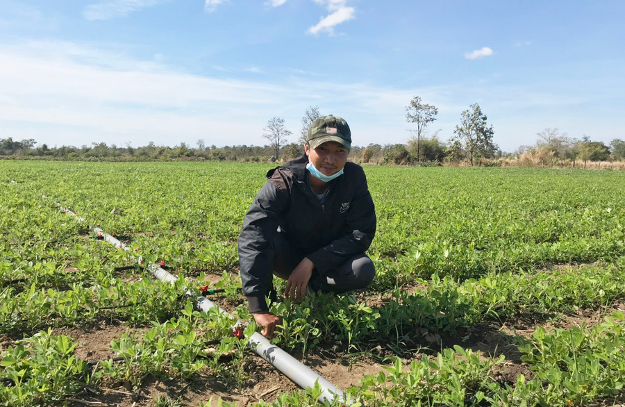 Hợp tác xã Nông nghiệp hữu cơ Ia Mơr lắp đặt hệ thống tưới nước, bón phân nhỏ giọt cho cây đậu phộng. Ảnh: Nguyễn Diệp Hợp tác xã Nông nghiệp hữu cơ Ia Mơr lắp đặt hệ thống tưới nước, bón phân nhỏ giọt cho cây đậu phộng. Ảnh: Nguyễn Diệp