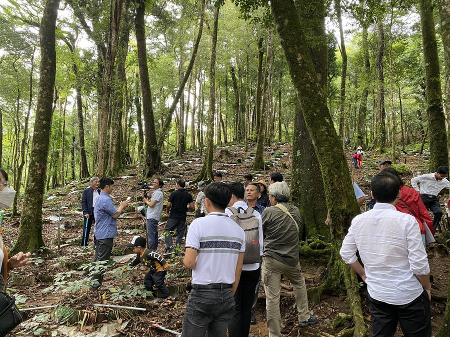Khách du lịch tham quan vườn sâm dưới tán rừng già. Ảnh: Thanh Tuấn Khách du lịch tham quan vườn sâm dưới tán rừng già. Ảnh: Thanh Tuấn