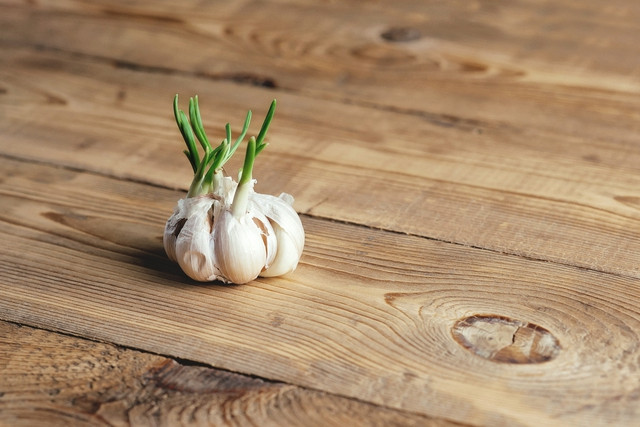 Nhiều người thường bỏ đi những củ tỏi mọc mầm vì lo ngại nguy cơ cho sức khỏe. Ảnh: Shutterstock Nhiều người thường bỏ đi những củ tỏi mọc mầm vì lo ngại nguy cơ cho sức khỏe. Ảnh: Shutterstock