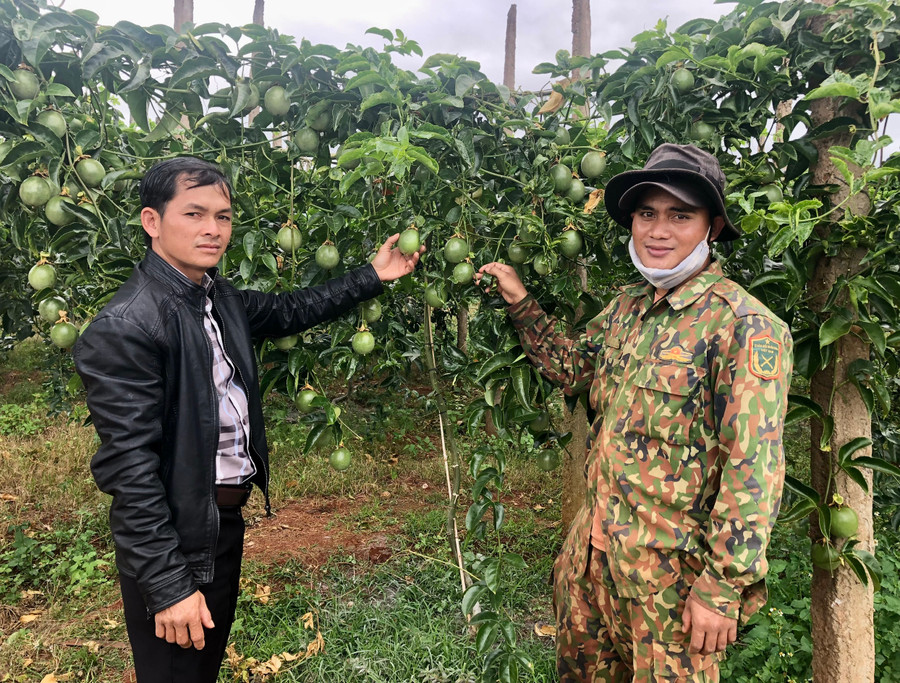 Anh Tũy (bìa phải) và cán bộ Địa chính-Nông nghiệp xã Hnol trao đổi về trồng chanh dây. Ảnh: Lê Nam