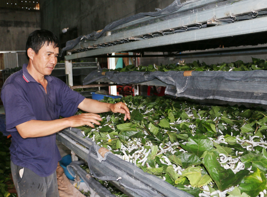 Nhờ chuyển đổi cơ cấu cây trồng, vật nuôi phù hợp nên đời sống của người dân trên địa bàn huyện Chư Sê được nâng lên đáng kể. Ảnh: Quang Tấn Nhờ chuyển đổi cơ cấu cây trồng, vật nuôi phù hợp nên đời sống của người dân trên địa bàn huyện Chư Sê được nâng lên đáng kể. Ảnh: Quang Tấn