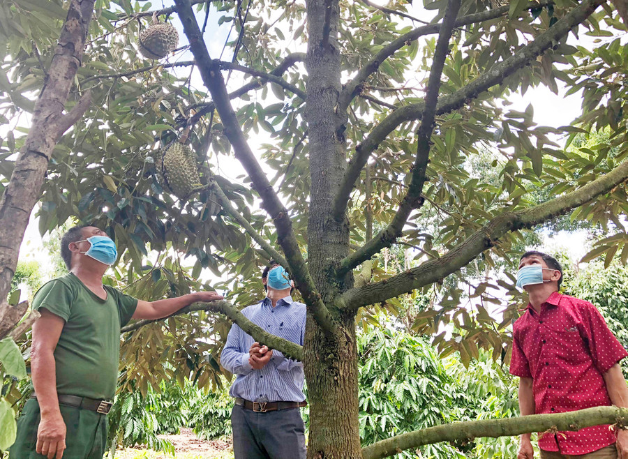 Mô hình trồng cây sầu riêng trên địa bàn huyện Chư Păh cho thu nhập cao. Ảnh: Lê Nam