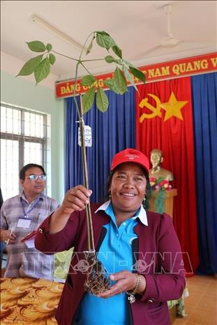 Củ sâm Ngọc Linh được bà Y Bắp (Hợp tác xã Đăk Viên, xã Đăk Na, huyện Tu Mơ Rông) mang đi dự thi tại Cuộc thi sâm Ngọc Linh. Ảnh: Khoa Chương-TTXVN Củ sâm Ngọc Linh được bà Y Bắp (Hợp tác xã Đăk Viên, xã Đăk Na, huyện Tu Mơ Rông) mang đi dự thi tại Cuộc thi sâm Ngọc Linh. Ảnh: Khoa Chương-TTXVN