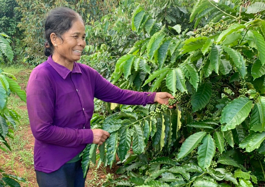 Gia đình bà Nay H’Jui thu nhập hơn 300 triệu đồng/năm từ trồng trọt và chăn nuôi. Ảnh: Quang Tấn