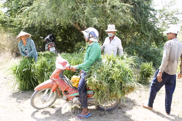 Gia đình anh Sang, chị Heng vui mừng khi bán được những bó cỏ đầu tiên.