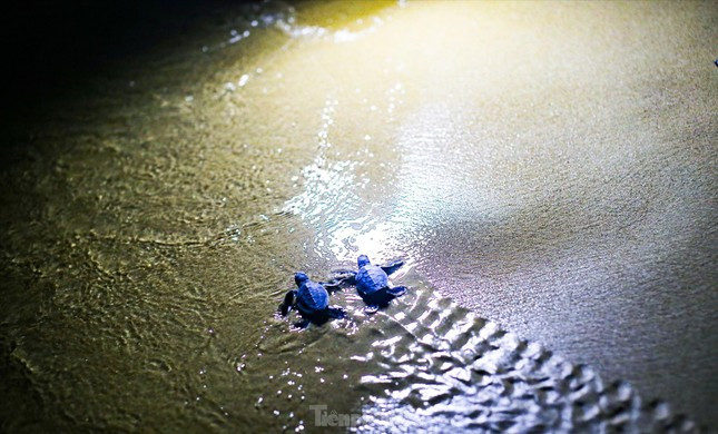 Những chú rùa con bò ra biển. Ảnh: Trương Định Những chú rùa con bò ra biển. Ảnh: Trương Định