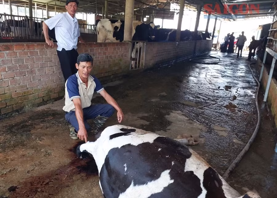 Số lượng bò sữa tại Lâm Đồng bị chết tăng cao khiến người dân lo lắng
