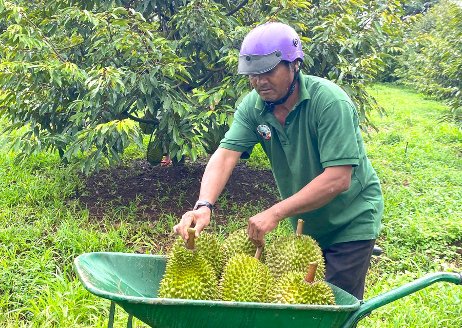 Nhân công thu hoạch sầu riêng tại Sport Farm. Ảnh: L.H Nhân công thu hoạch sầu riêng tại Sport Farm. Ảnh: L.H
