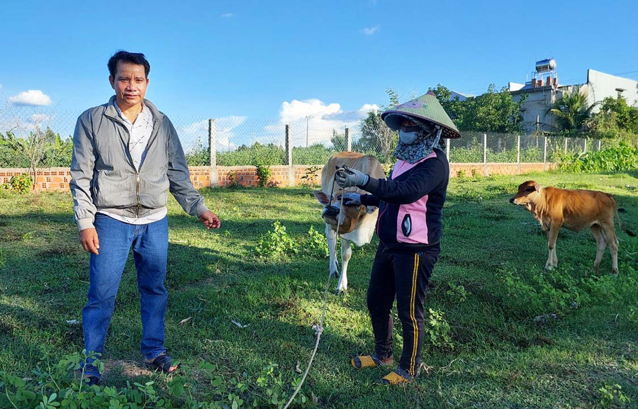 Ông Đinh Vốt-Bí thư Chi bộ kiêm Trưởng thôn Pơbah Ktu (xã An Trung, huyện Kông Chro) thường xuyên kiểm tra, hướng dẫn các hộ dân chăm sóc bò sinh sản. Ảnh: N.D Ông Đinh Vốt-Bí thư Chi bộ kiêm Trưởng thôn Pơbah Ktu (xã An Trung, huyện Kông Chro) thường xuyên kiểm tra, hướng dẫn các hộ dân chăm sóc bò sinh sản. Ảnh: N.D