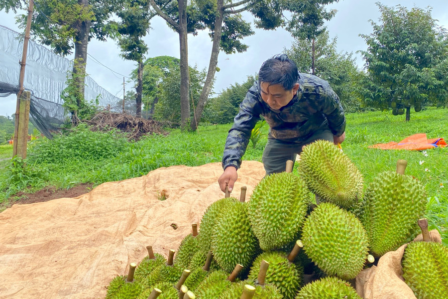 Sầu riêng tại Sport Farm được thương lái thu mua với giá 85.000 đồng/kg, nhỉnh hơn 5.000 đồng/kg so với giá thị trường. Ảnh: Lạc Hà Sầu riêng tại Sport Farm được thương lái thu mua với giá 85.000 đồng/kg, nhỉnh hơn 5.000 đồng/kg so với giá thị trường. Ảnh: Lạc Hà
