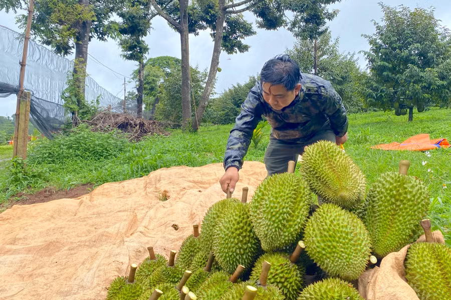 Sầu riêng tại Sport Farm được thương lái thu mua với giá 85.000 đồng/kg, nhỉnh hơn 5.000 đồng/kg so với giá thị trường. Ảnh: Lạc Hà
