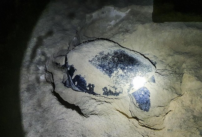 Rùa lên bãi biển xã Nhơn Hải đẻ trứng. Ảnh: Trương Định Rùa lên bãi biển xã Nhơn Hải đẻ trứng. Ảnh: Trương Định