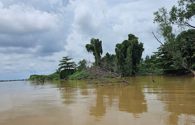 Bờ cồn Kiến ở giữa sông Cổ Chiên (giáp Bến Tre và Vĩnh Long) sạt lở nghiêm trọng, nhiều cây lớn trồng nhiều năm trên cồn bị sạt lở kéo xuống sông chỉ trơ ngọn trên mặt nước. Ảnh: Hòa Hội