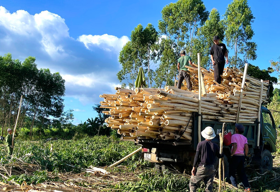 Nhiều vướng mắc, bất cập khiến Tiểu dự án 1-Dự án 3 về phát triển nông-lâm nghiệp bền vững gắn với bảo vệ rừng khó triển khai thực hiện trên địa bàn tỉnh. Ảnh: M.P Nhiều vướng mắc, bất cập khiến Tiểu dự án 1-Dự án 3 về phát triển nông-lâm nghiệp bền vững gắn với bảo vệ rừng khó triển khai thực hiện trên địa bàn tỉnh. Ảnh: M.P