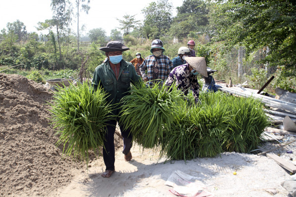 Người dân mang cỏ từ bến lên chợ. Người dân mang cỏ từ bến lên chợ.